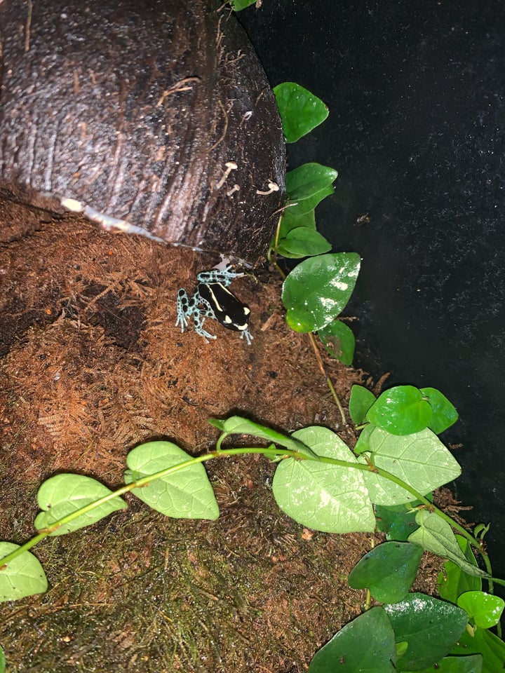 Frø, Dendrobates tinctorius