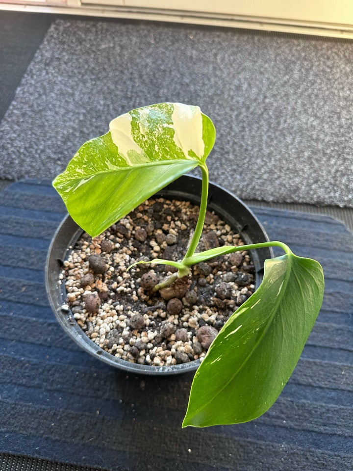 Monstera Albo Variegata