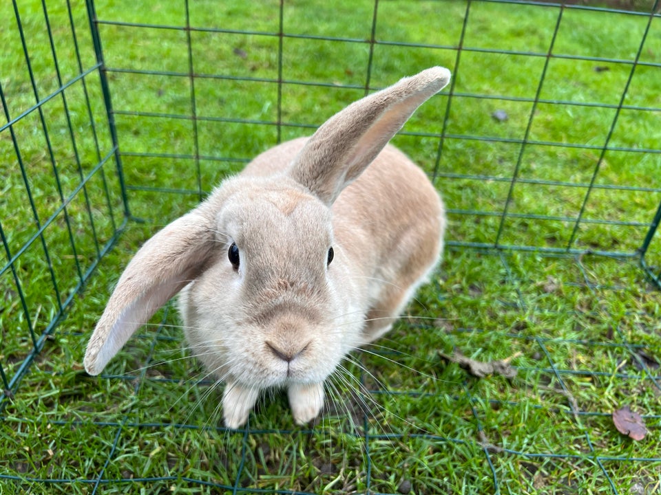 Kanin, Dværgvædder , 2 år