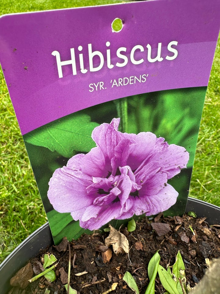 Staude Hibiscus