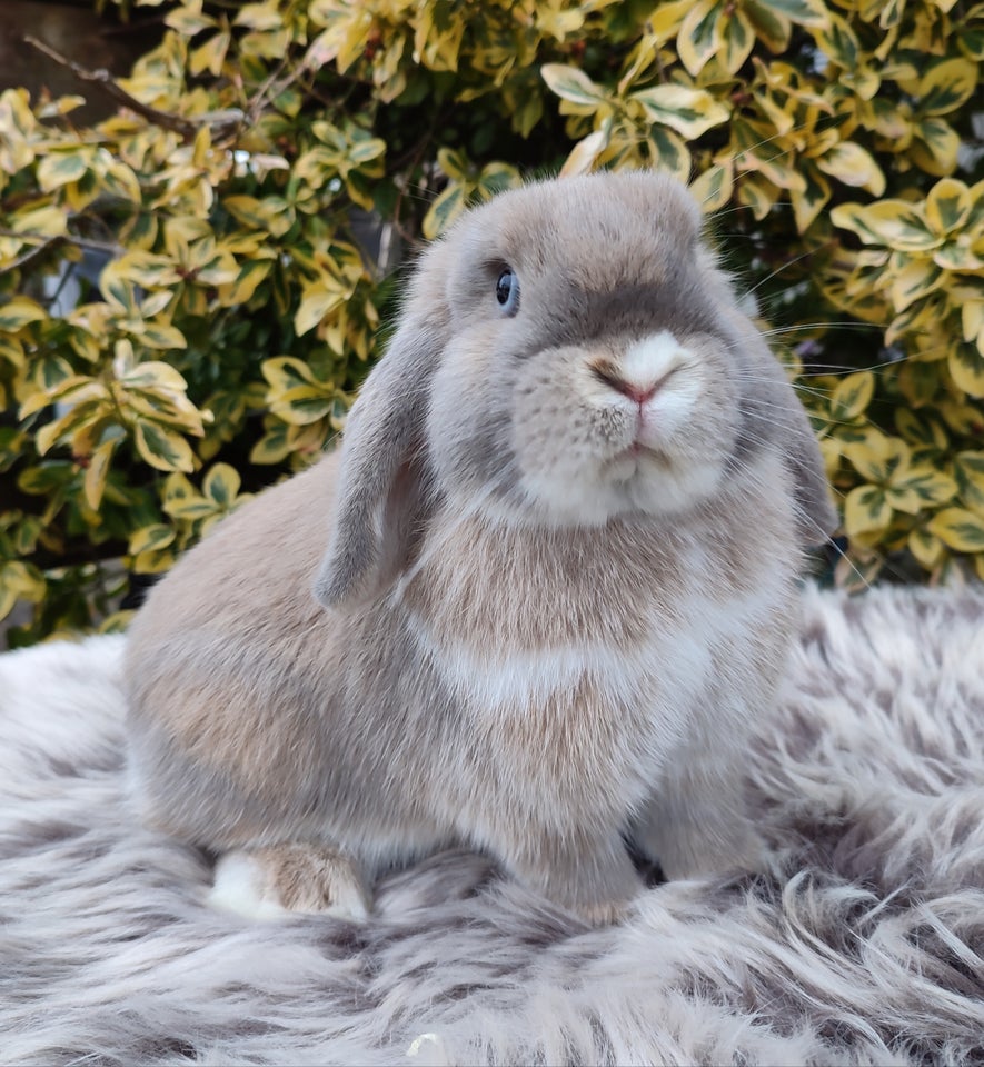 Kanin Minilop mini lop 0 år