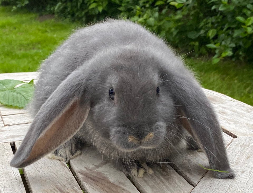 Kanin FRANSK VÆDDER HAN BLÅ OTTER