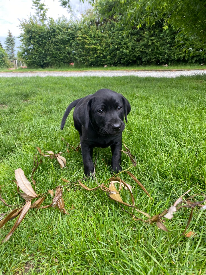 Labrador/hønsehund hvalpe 4