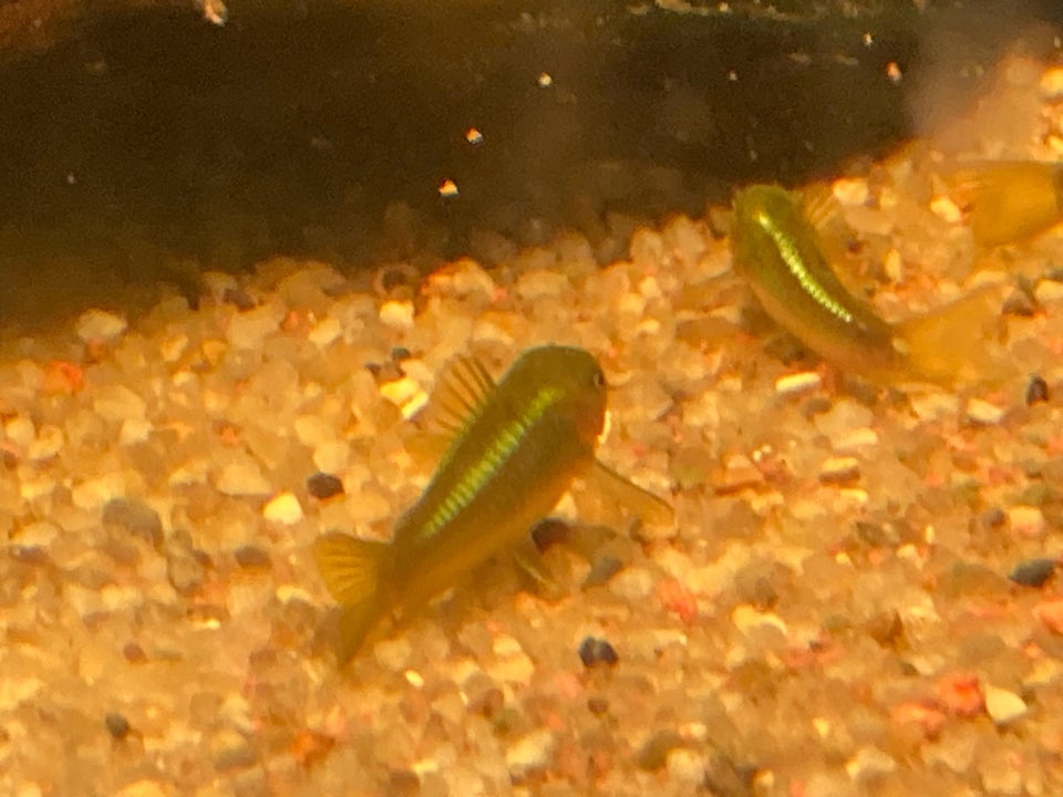 Corydorras Cw09 GREEN STRIP