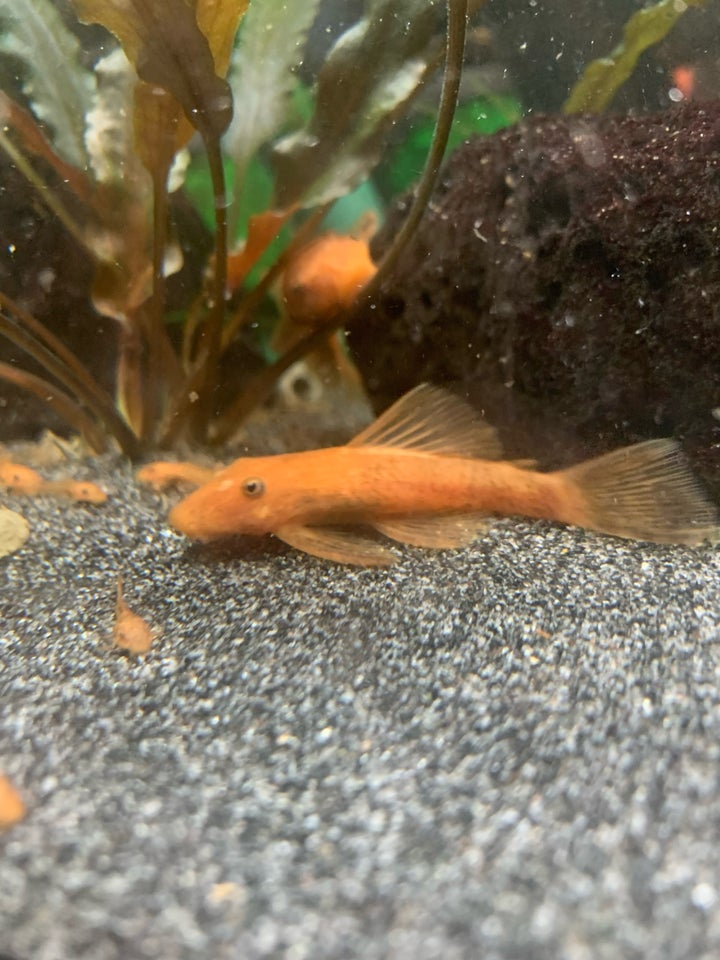 Super red Ancistrus