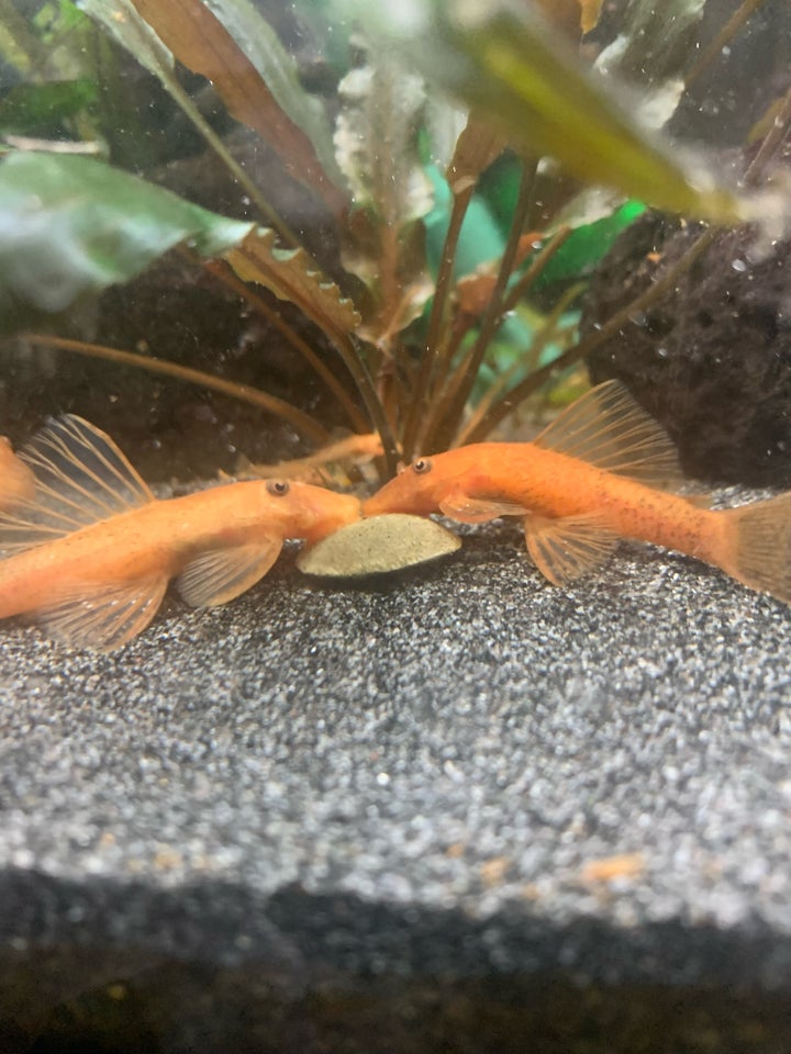 Super red Ancistrus