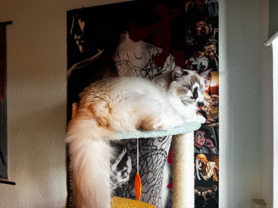 Hankat, Ragdoll, 3 år