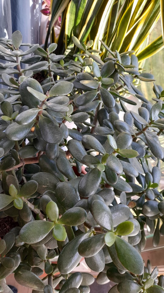 Luftrensende sukkulent Crassula