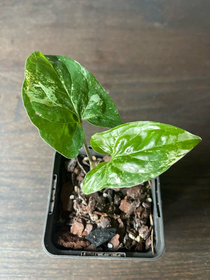 Syngonium Albo