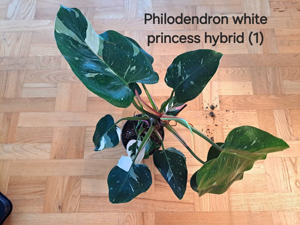 Philodendron white princess