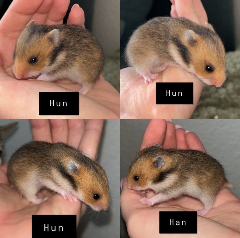 Hamster, Guldhamster, 0 år