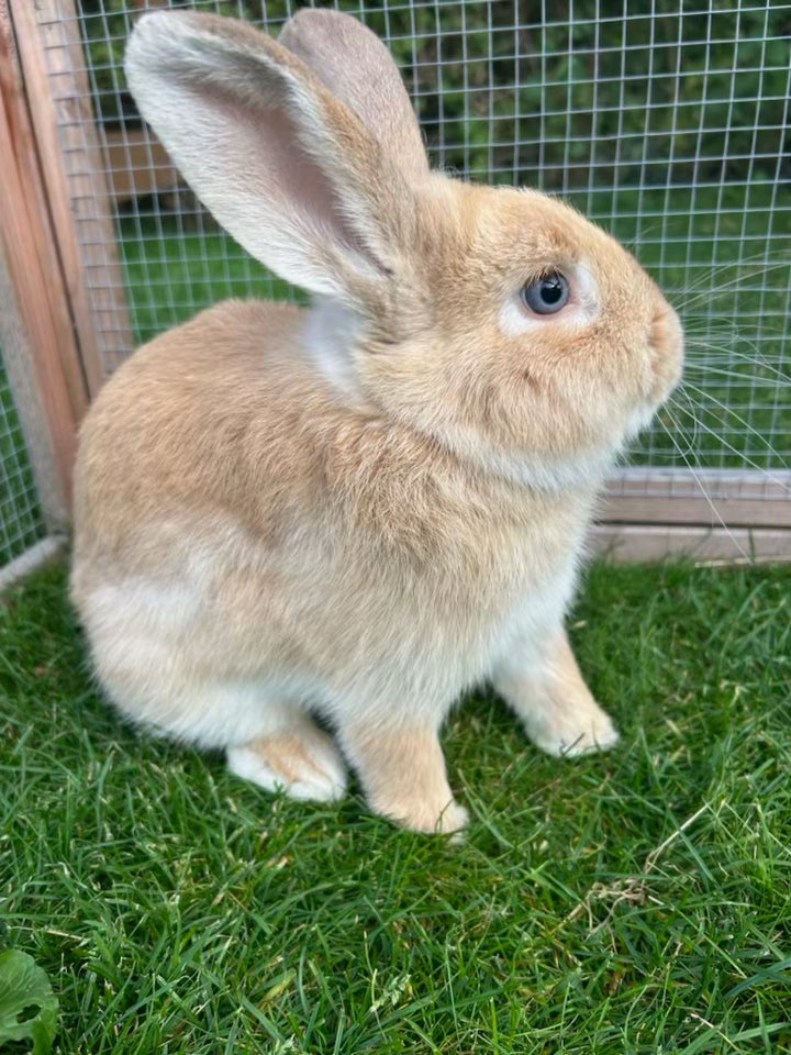 Kanin, Minilop / dværggeder , 0 år