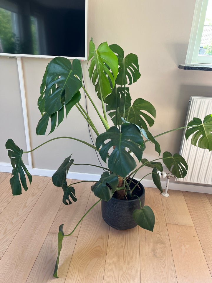 Stueplante  Monstera