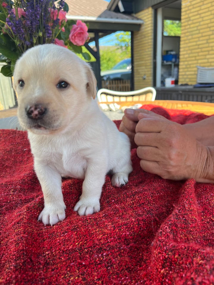 Hundehvalpe fra Labradoodle