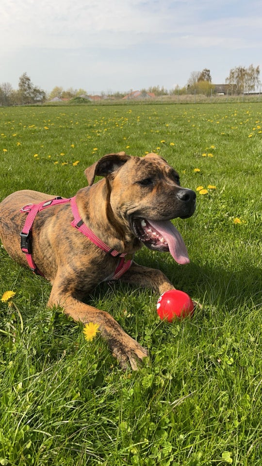 Cane Corso/Presa canario hund 8