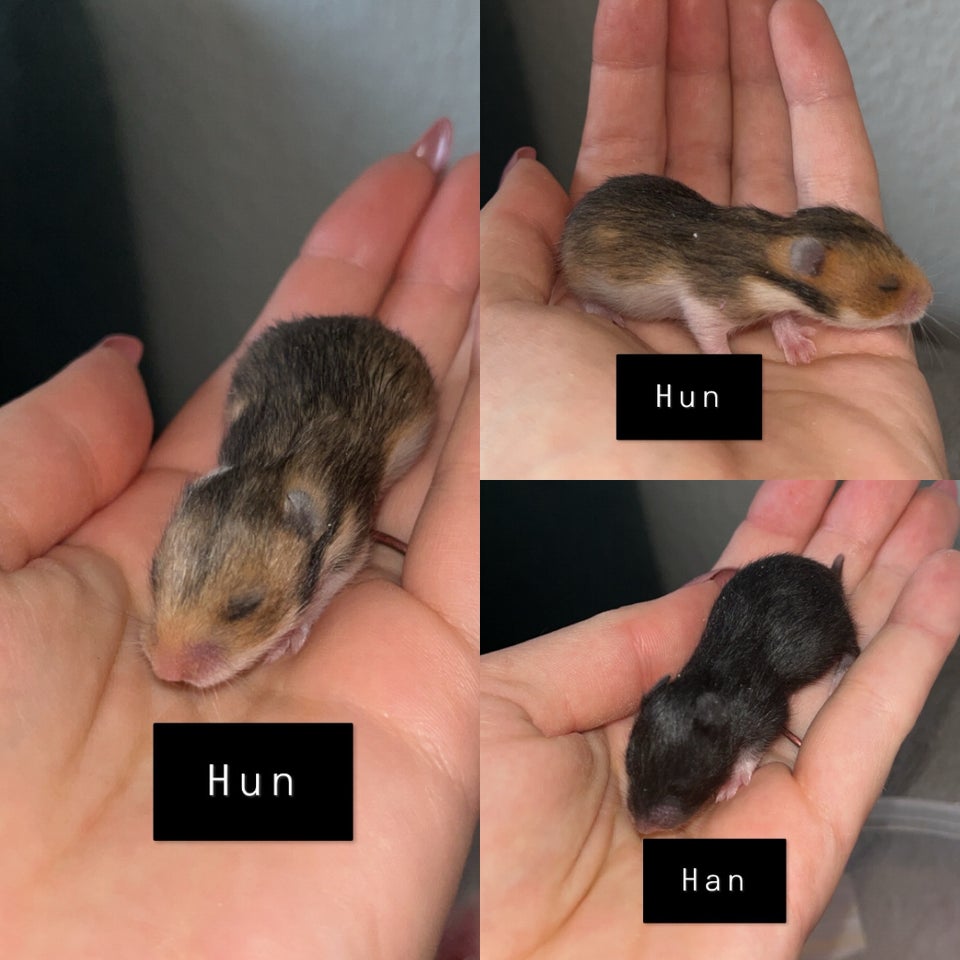 Hamster, Guldhamster, 0 år