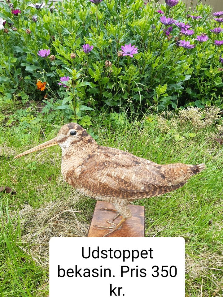 Udstoppede dyr, Udstoppet dyr og