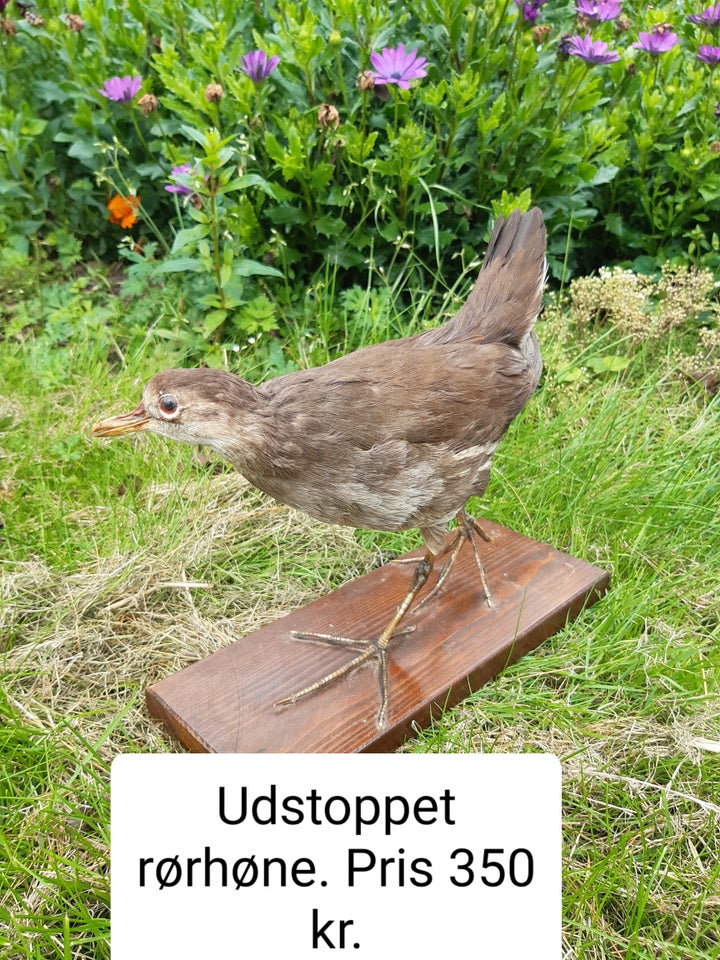 Udstoppede dyr, Udstoppet dyr og