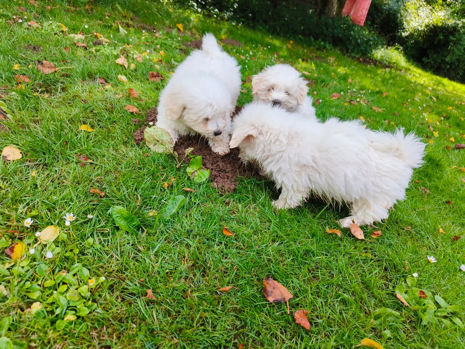 Coton de Tulear hvalpe 8 uger