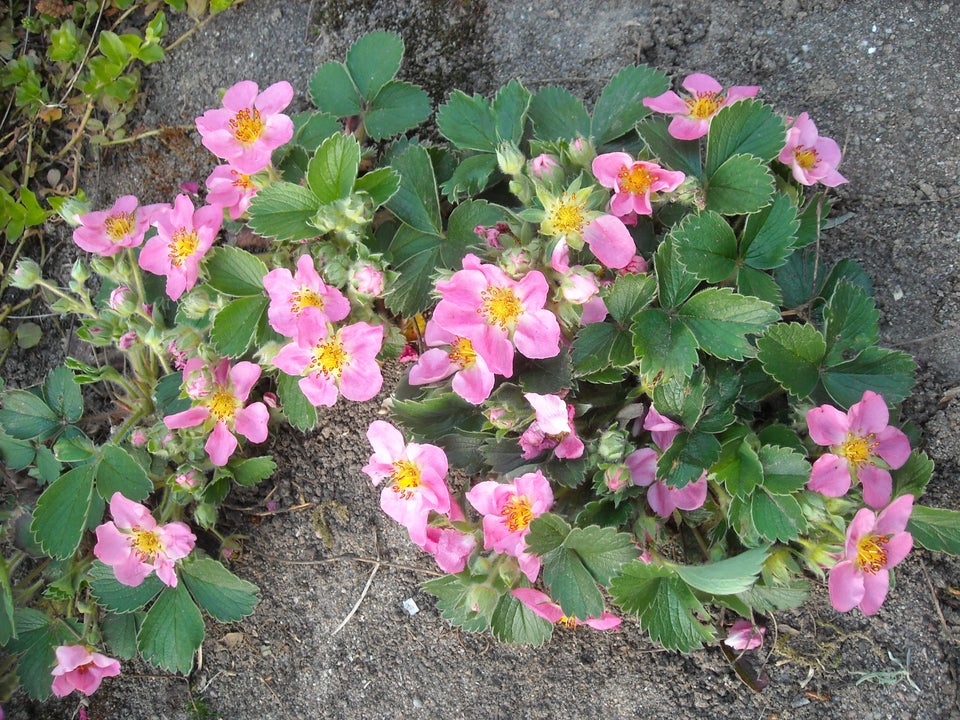 Pryd jordbær med lyserøde blomster