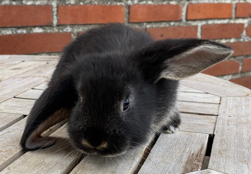 Kanin FRANSK VÆDDER HAN BLÅ OTTER