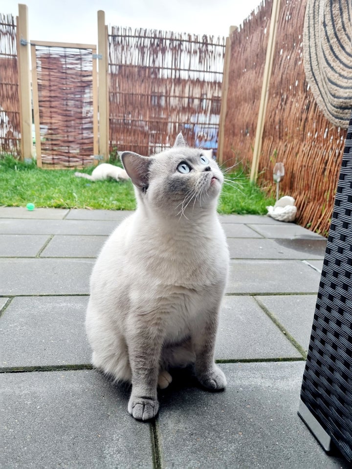 Hunkat British shorthair 2 år