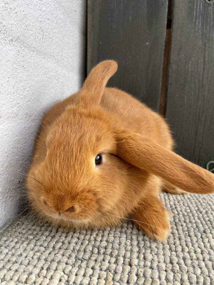 Kanin, Minilop blanding, 0 år