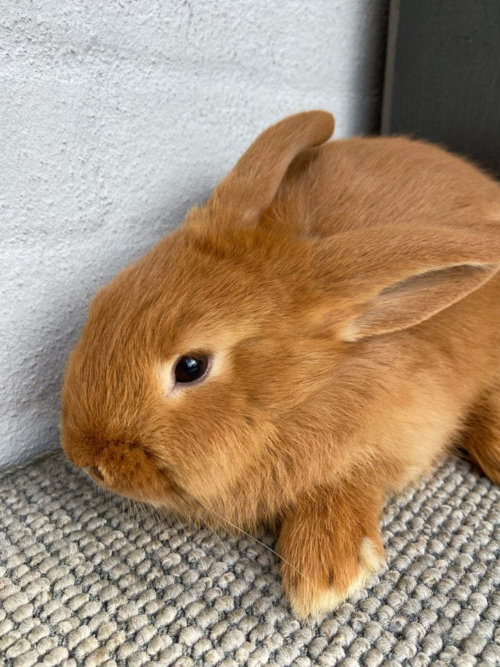 Kanin, Minilop blanding, 0 år