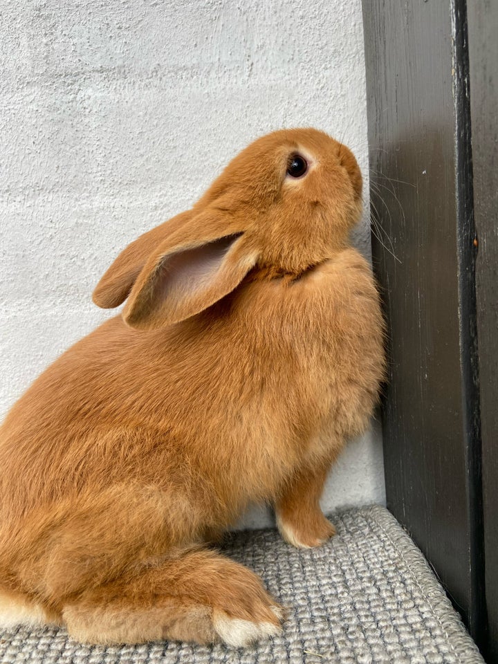 Kanin, Minilop blanding, 0 år