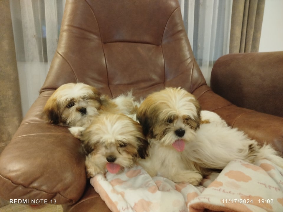 Shih tzu bamser