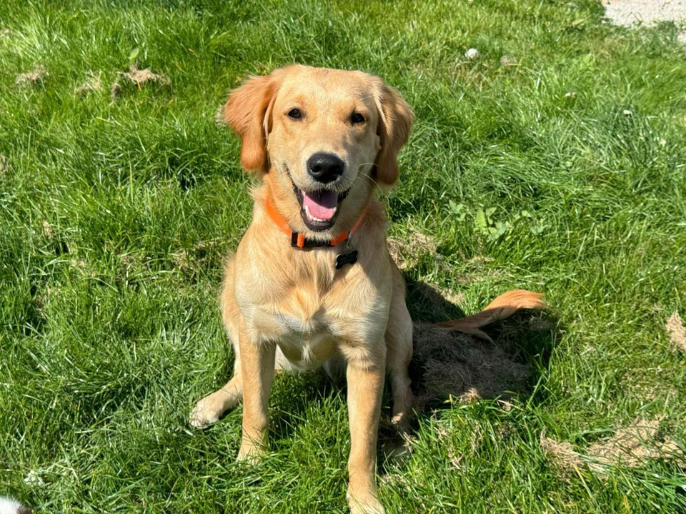 Golden, hund, 2 år