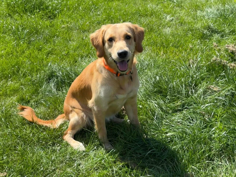 Golden, hund, 2 år