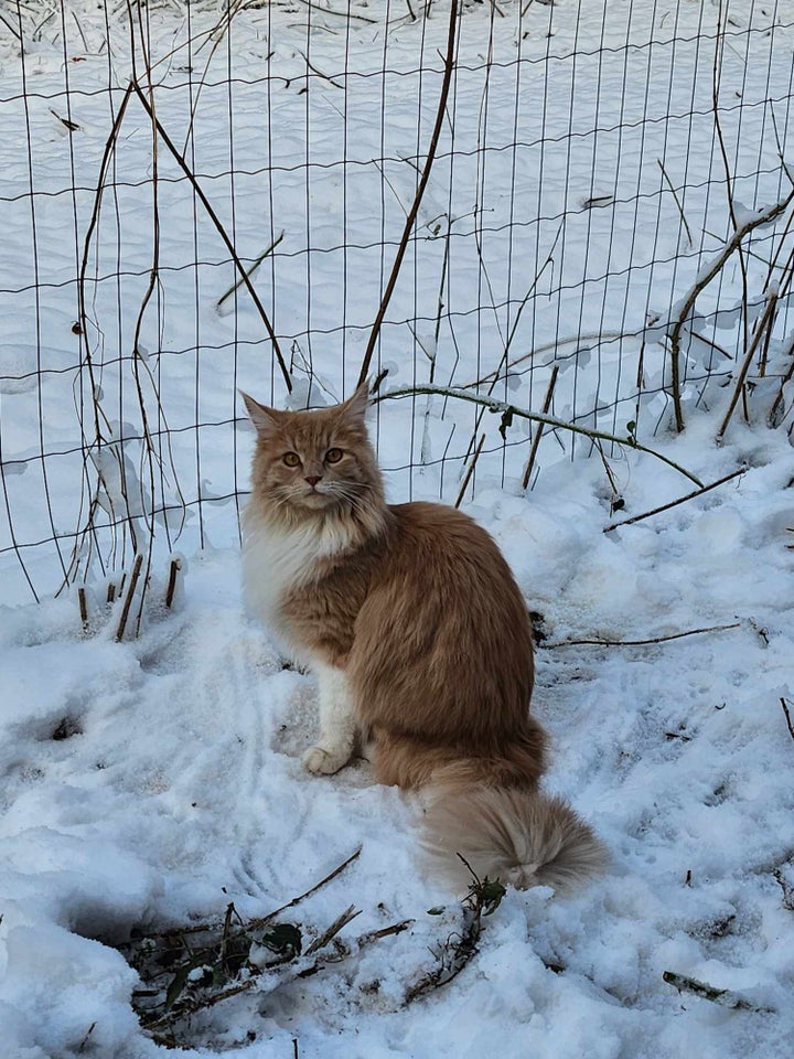 Hankilling, Main coon/huskat, 11