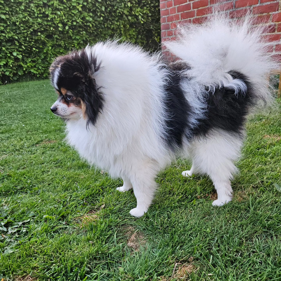 Pomeranian hanhund 12 mdr