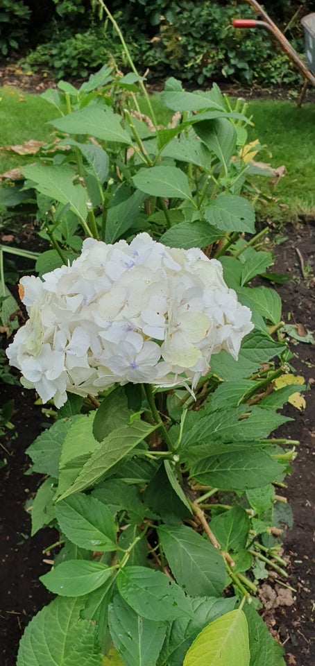 Hortensia Annabelle