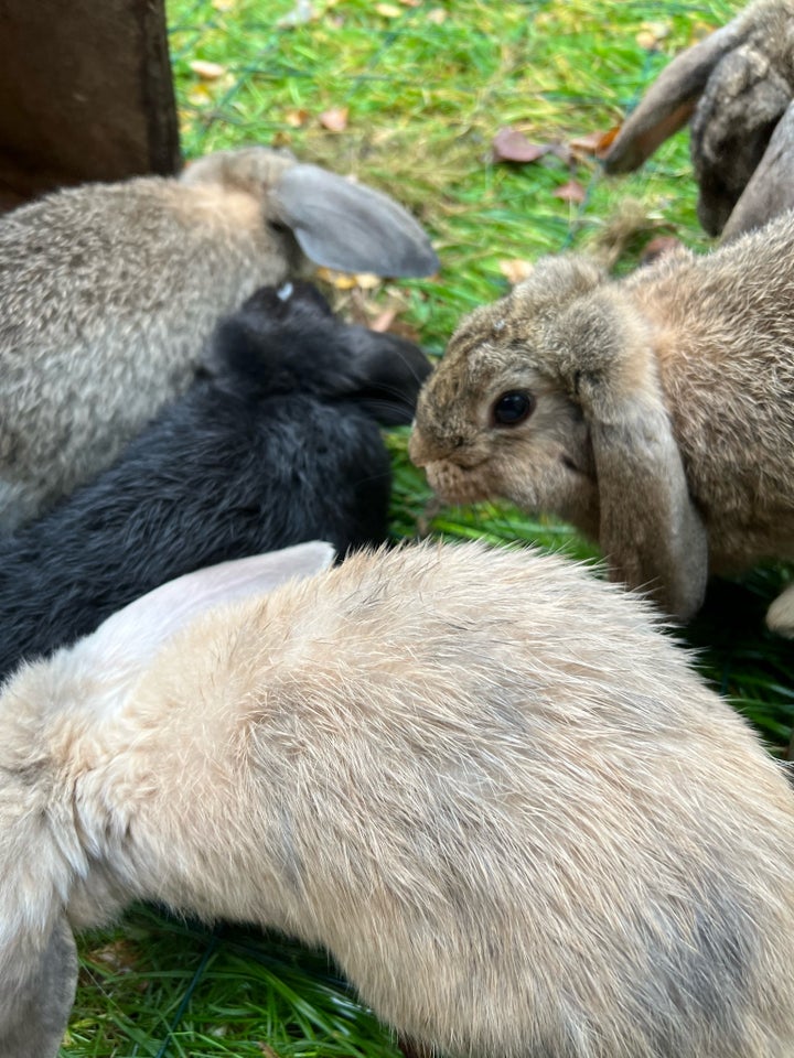 Kanin, Væddet blanding, 1 år