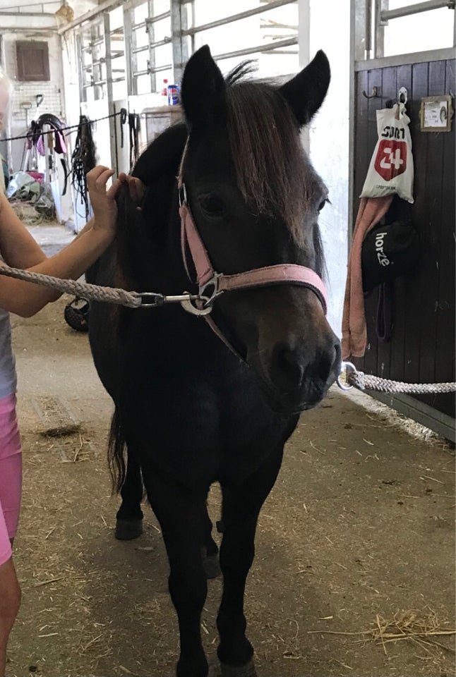 Shetlandspony, hoppe, 12 år