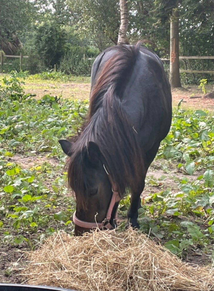 Shetlandspony, hoppe, 12 år