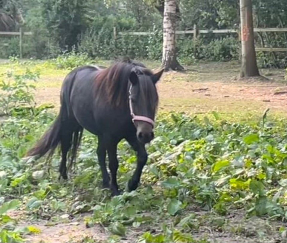 Shetlandspony, hoppe, 12 år