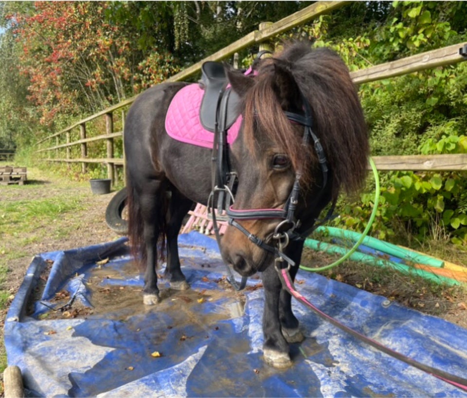 Shetlandspony, hoppe, 12 år