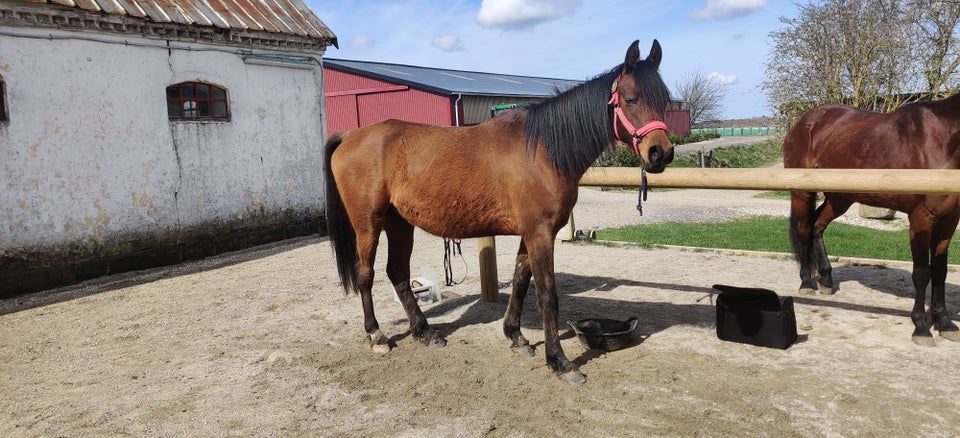 Arabisk fuldblod ox vallak 7 år