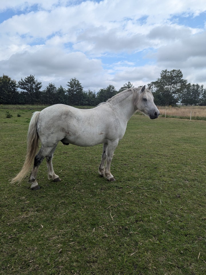 Welsh vallak 10 år