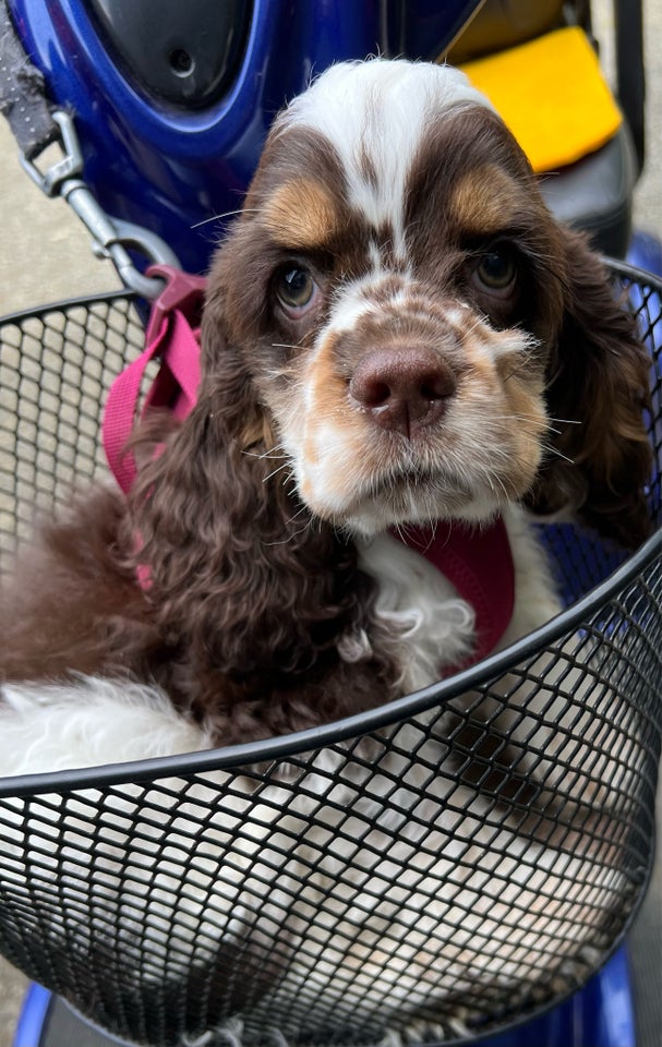 Amerikansk cocker spaniel