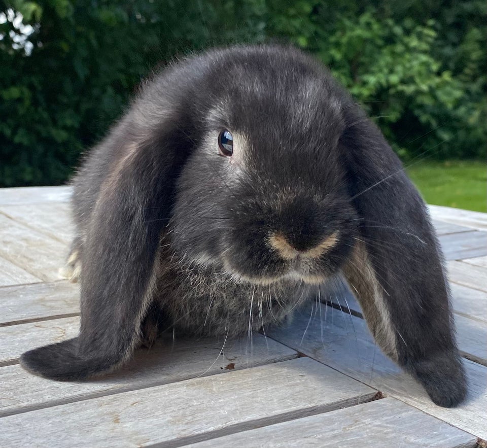 Kanin, FRANSK VÆDDER HUN SORT