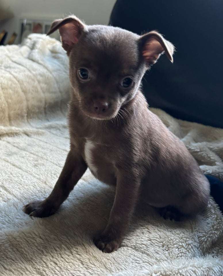 Chihuahua/Pomeranian, hvalpe, 12