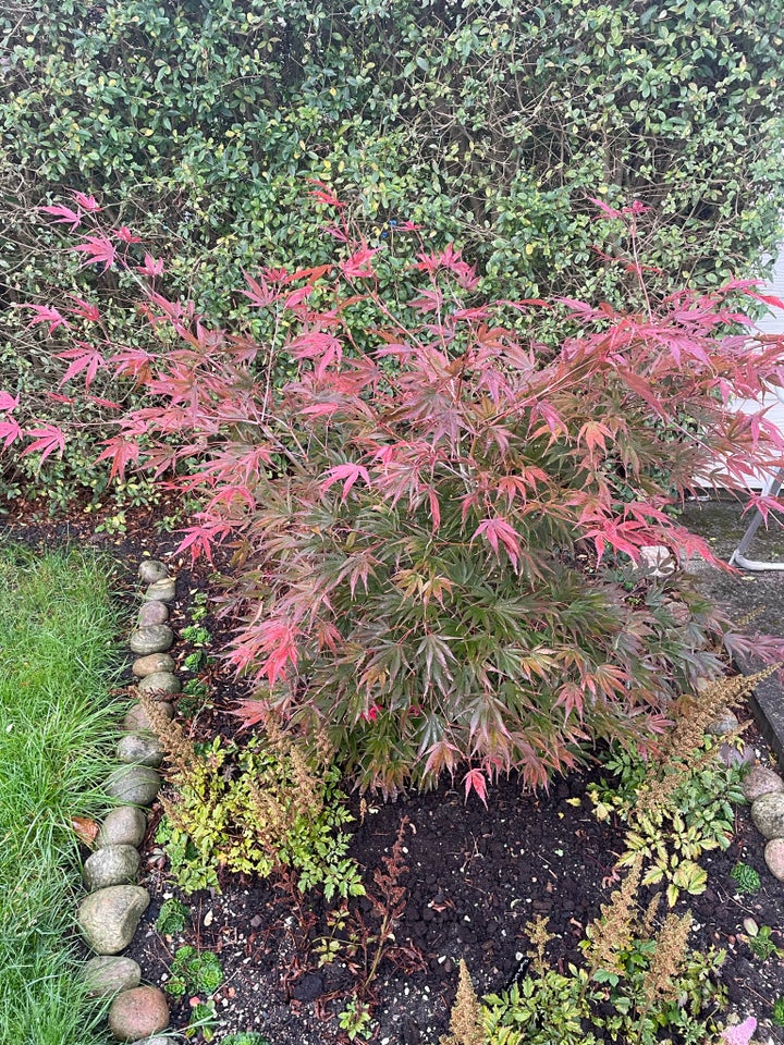 Acer palmatum