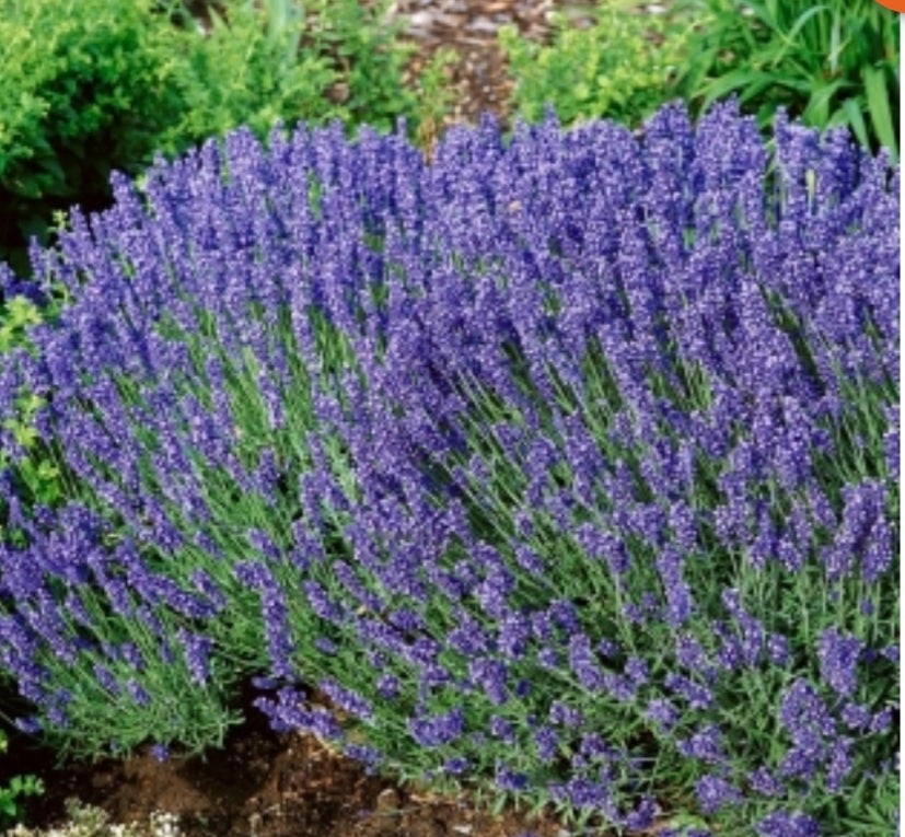 Lavendel Stor Lavendel