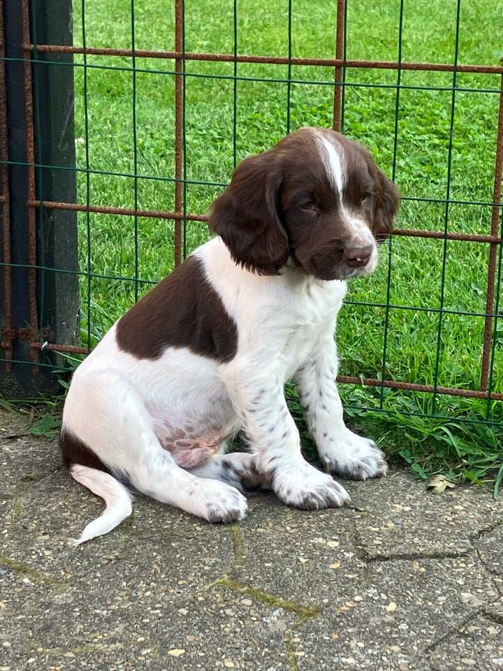 FT Springer Spaniel hund 10 uger