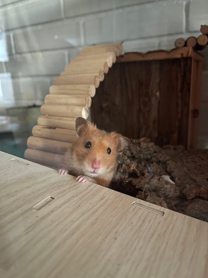 Hamster, Guldhamster, 1 år