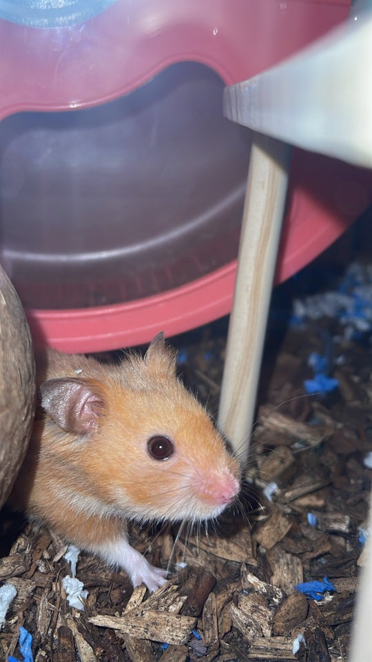 Hamster, Guldhamster, 1 år